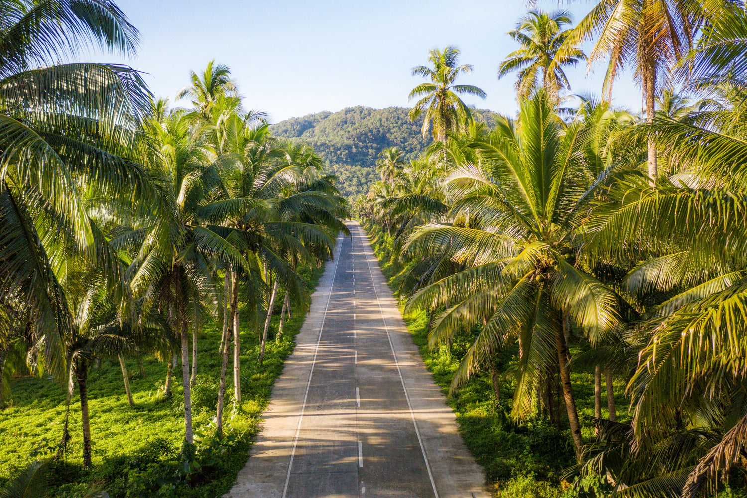 Road surrounded by tropical forests.